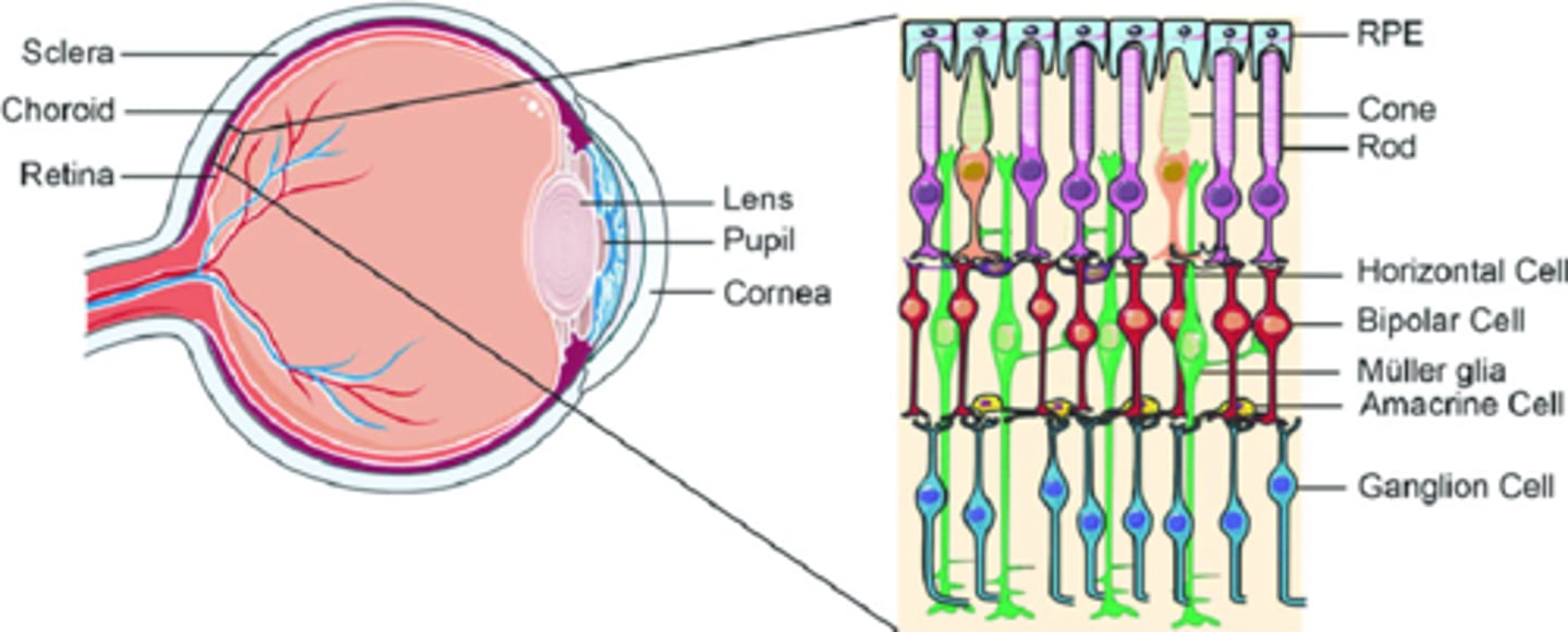 <p>A type of retinal cells that neural signals from the photoreceptors (rods &amp; cones) and passes them to the ganglion cells (sending visual info to the brain).</p>