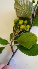 Sorbus rupicola