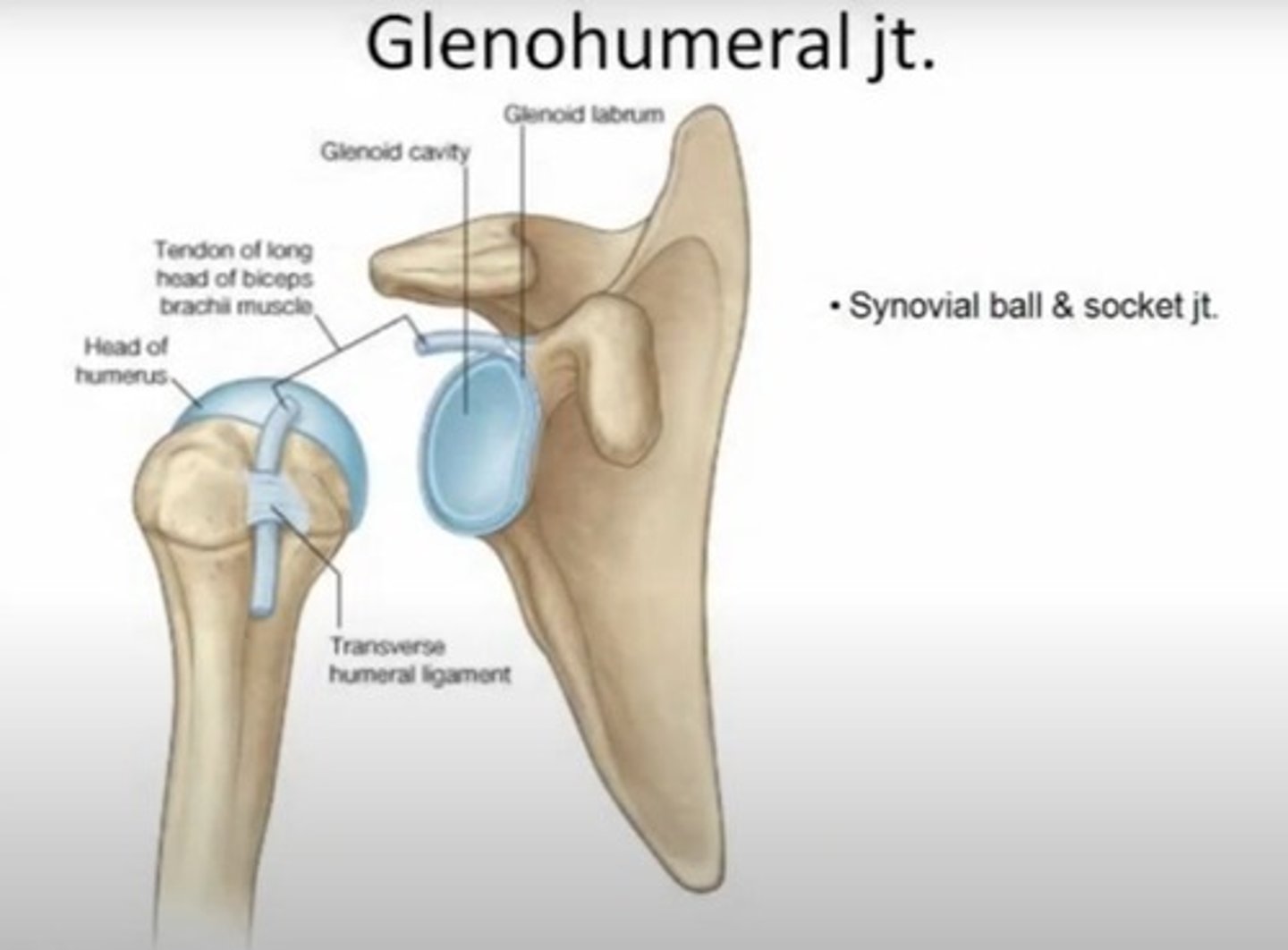 <p>It is a ball and socket joint.</p>