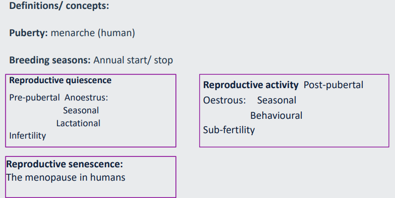 <p>menarche - starts from first period - human - puberty</p><p></p><p><strong>reproductive quiescence: </strong>pre-pubertal </p><p>Anoestrus: seasonal, lactational</p><p>infertility</p><p></p><p><strong>reproductive activity: </strong>post-pubertal</p><p>Oestrus: seasonal, behavioural</p><p>Sub-fertility</p><p></p><p><strong>reproductive senescence:</strong></p><p>the menopause in humans</p>