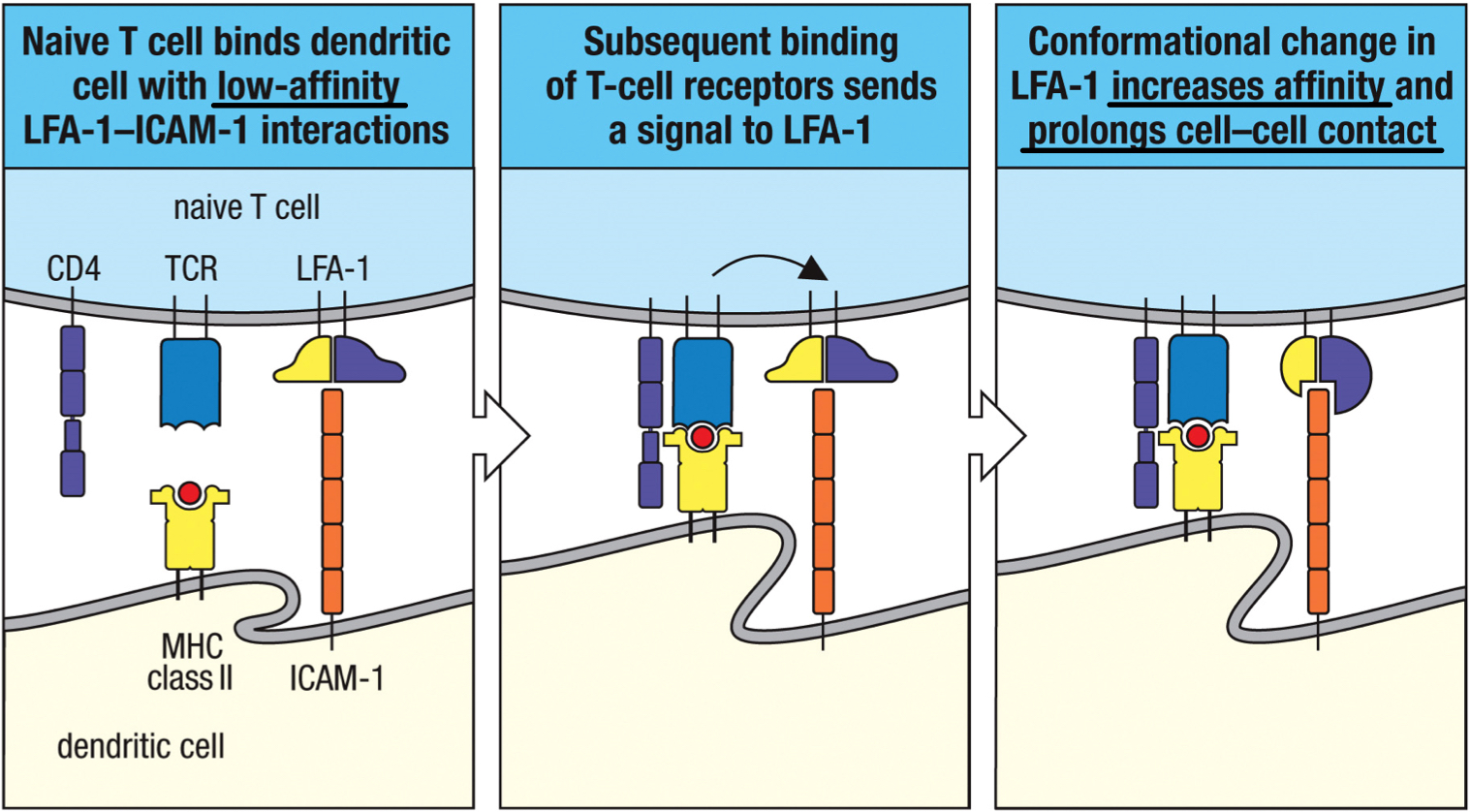 <p>when 2 cells have multiple receptors required for activation</p>