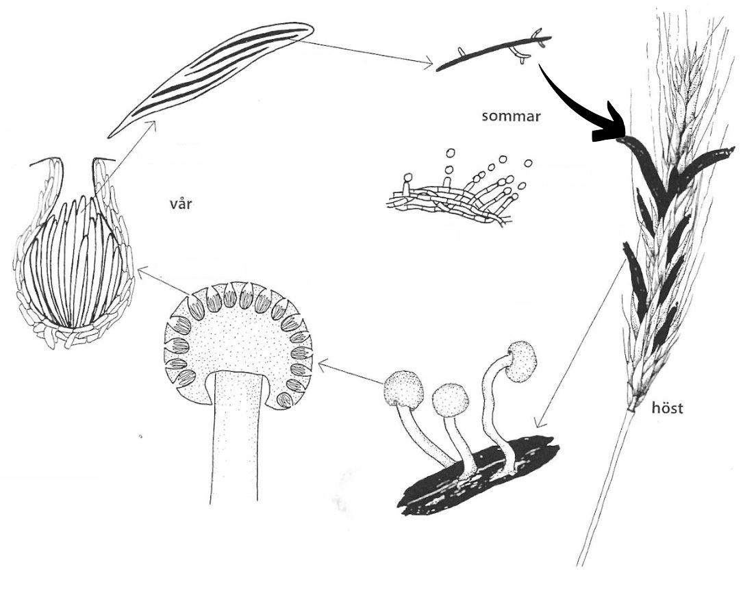 <p>Claviceps purpurea: Vad indikerar pilen på för struktur?</p>