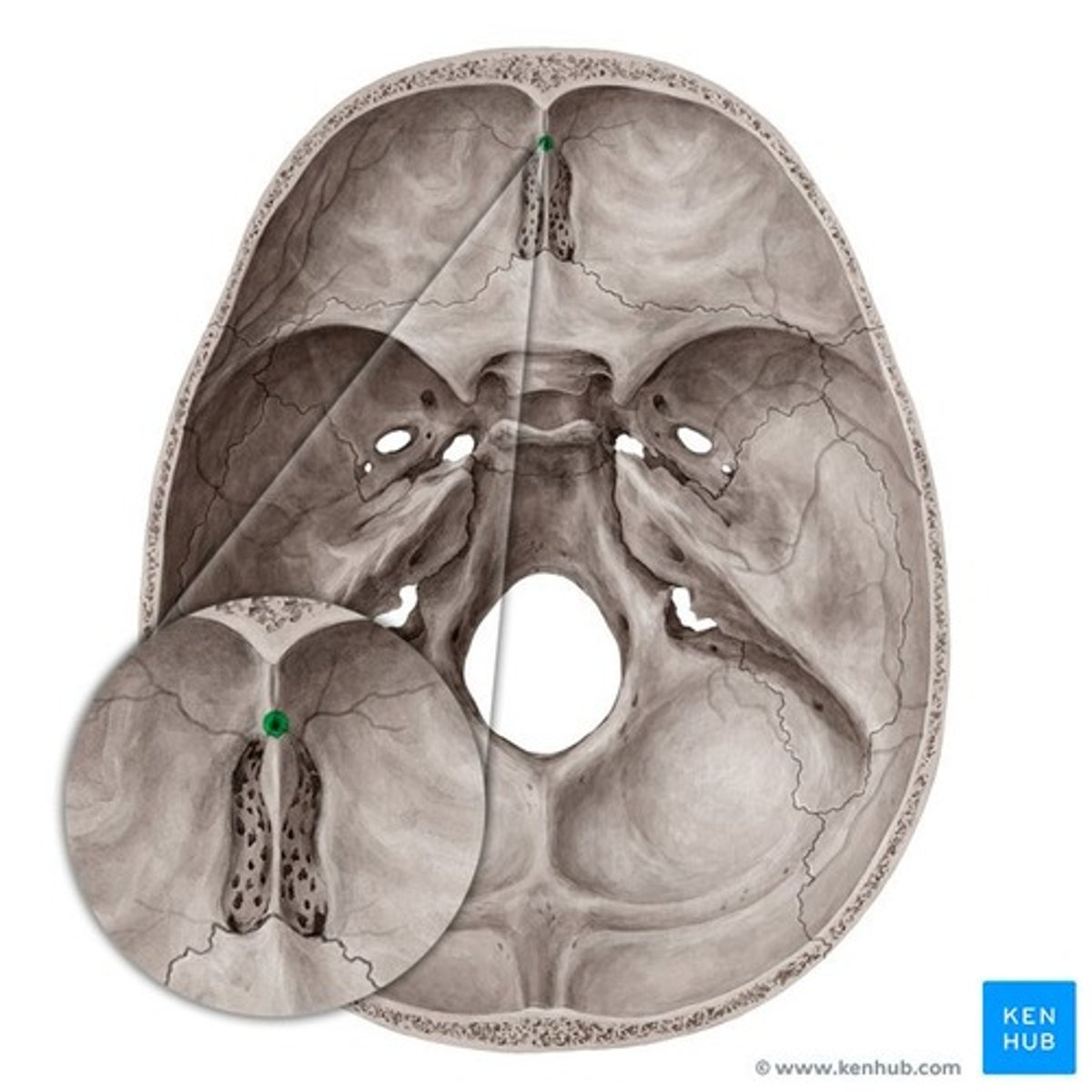 <p>What feature is this on frontal bone (Endocranial)</p>