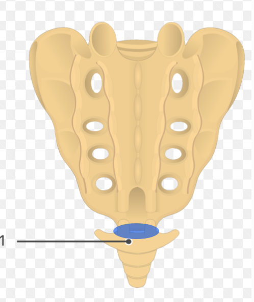 <p>Highlighted is the?</p>