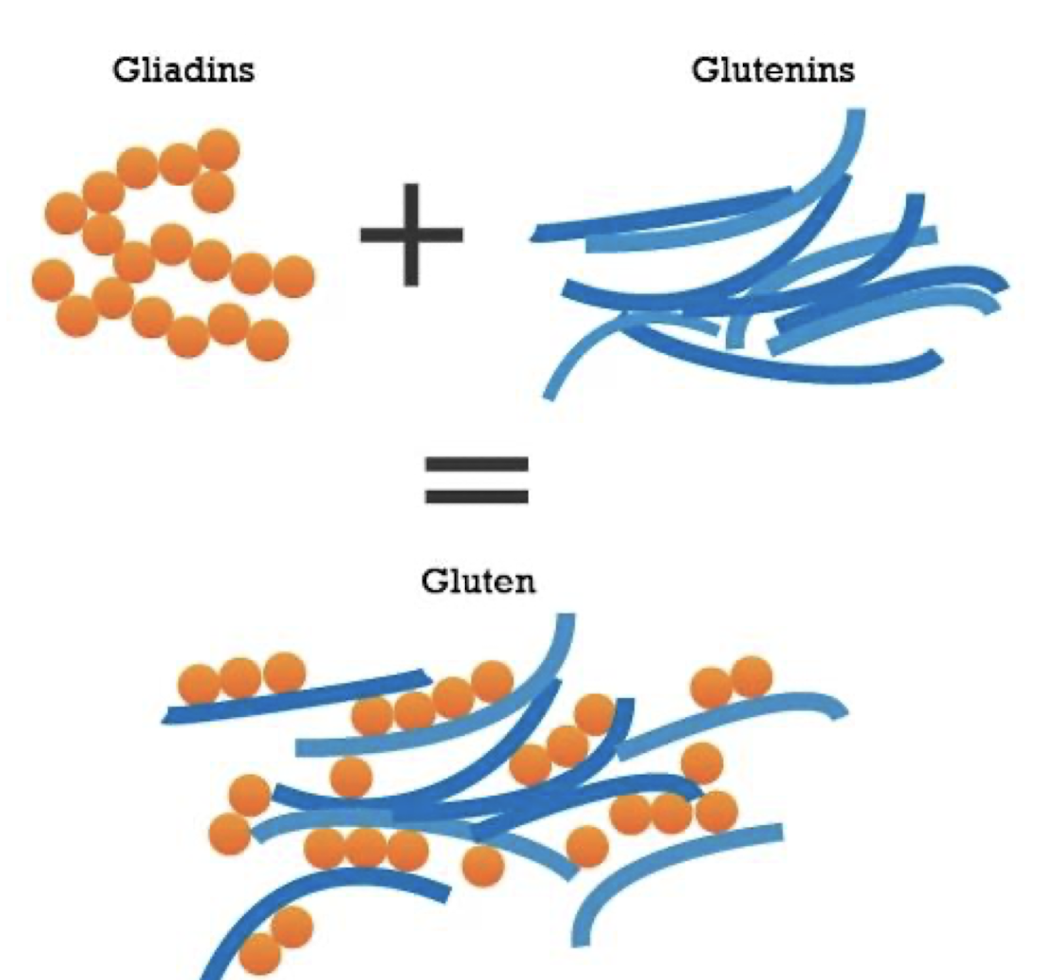 <p><strong>Gliadin and glutenin. </strong></p>