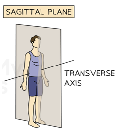 <p>Transverse (Mediolateral) axis</p>