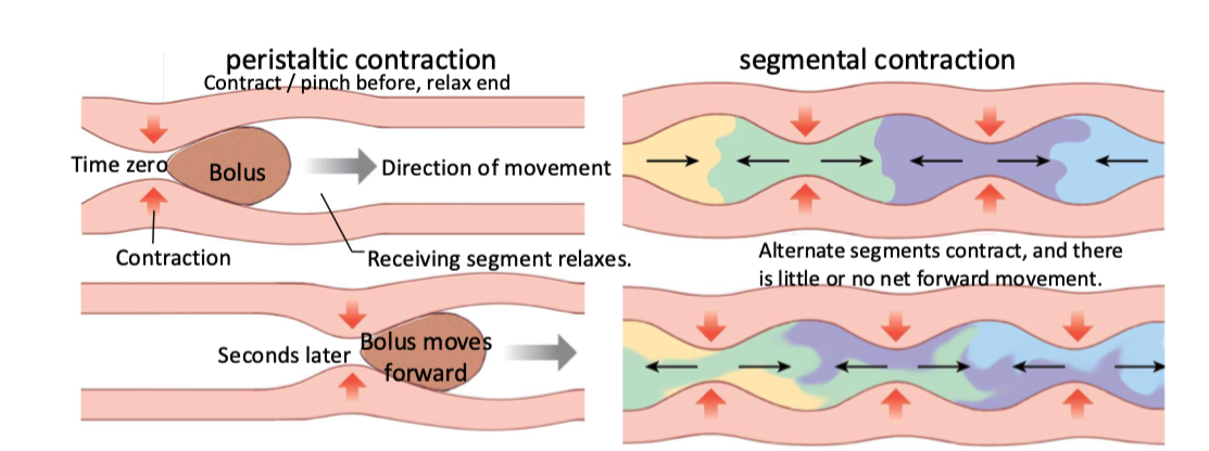 <p>the 2 main patterns of contraction in gut motility</p><p></p><p><strong>peristalsis</strong> → moving food from mouth to anus</p><p></p><p><strong>segmental contractions</strong> → mixing / churning</p><ul><li><p>maximizes exposure to digestive enzymes and epithelium</p></li></ul><p></p>