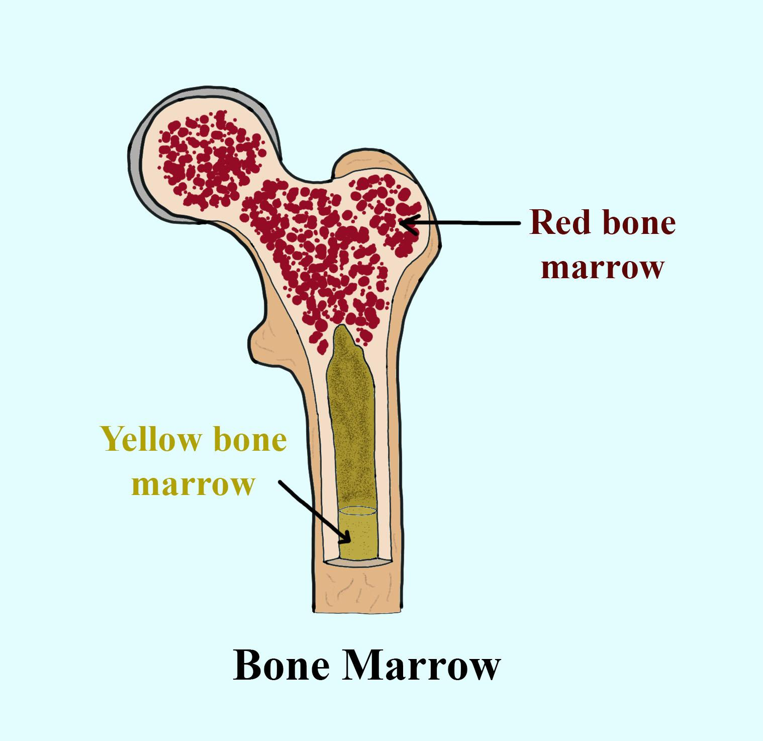 bone marrow 

Flashcard: Bone Marrow