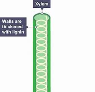 <p>-A hollow tube</p><p>-Lignin spirals</p>