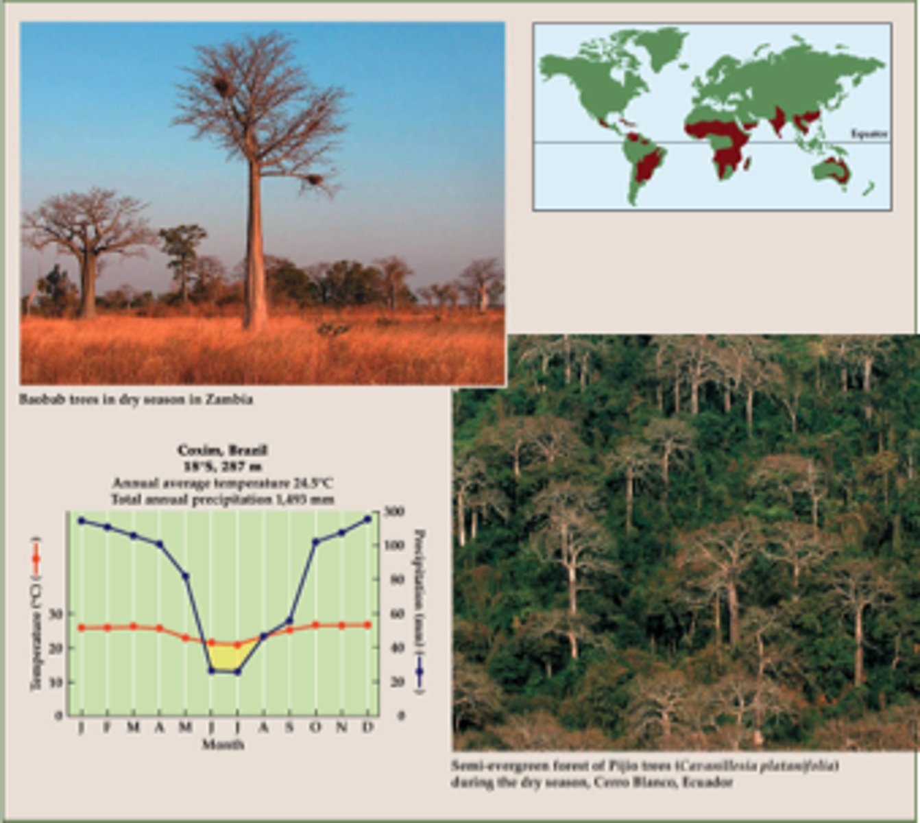<p>Grassland with sparse trees. Has warm temperatures year round with alternating wet and dry seasons. Plants have deep root systems</p>