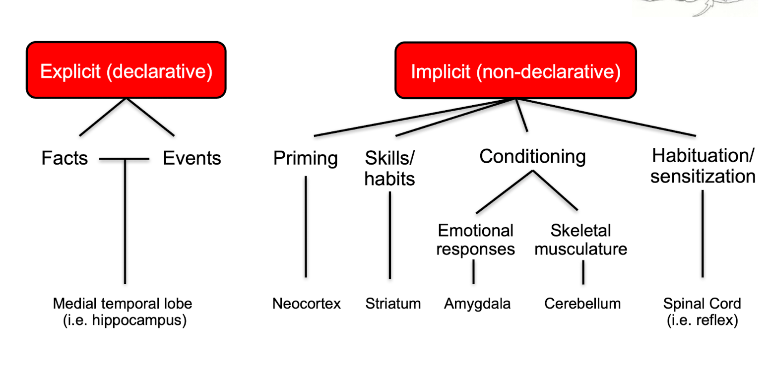 <ul><li><p>Explicit Memories -&nbsp;<span><span>Explicit memory is </span><strong><mark data-color="rgba(0, 0, 0, 0)" style="background-color: rgba(0, 0, 0, 0); color: inherit;"><span>the conscious, intentional recall of facts and personal experiences</span></mark></strong><span>. It is also known as declarative memory because it involves facts and concepts that can be voluntarily articulated.</span></span> </p><ul><li><p>For facts and events coded in the hippocampus</p></li></ul></li><li><p>Implicit Memories - <span><span>Implicit memory is </span></span><strong><mark data-color="rgba(0, 0, 0, 0)" style="background-color: rgba(0, 0, 0, 0); color: inherit;">a type of unconscious, long-term memory that affects our thoughts and behaviors without conscious recall</mark></strong><span><span>.</span></span></p><ul><li><p>Priming: example: repeating something until memorized</p></li><li><p>Habituation: learned or unlearned reflexes</p></li><li><p>Conditioning</p></li><li><p>Skills/Habits</p></li></ul></li></ul><p></p>