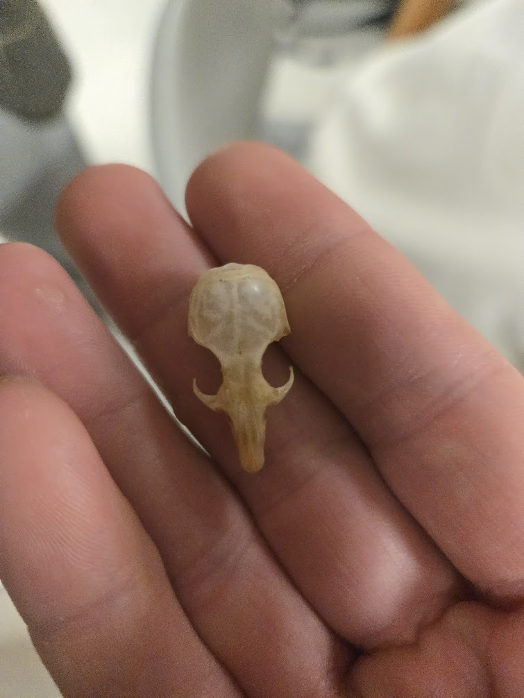 <p><span><span>▣ Dental Formula</span></span><br><span data-name="black_medium_square" data-type="emoji">◼</span><span><span> 1 0 0 3 = 16 teeth total</span></span><br><span data-name="black_medium_square" data-type="emoji">◼</span><span><span> 1 0 0 3</span></span><br><span><span>▣ No ribbon fluting (unlike</span></span><br><span><span>vole)</span></span><br><span><span>▣ Hard palate ends at last</span></span><br><span><span>molar</span></span><br><span><span>▣ No ridges from postorbital</span></span><br><span><span>process</span></span><br><span><span>▣ Large incisive foramen</span></span><br><span><span>with smaller set behind</span></span><br><span><span>larger set</span></span><br><span><span>▣ Chisel shaped incisor-no</span></span><br><span><span>notch</span></span></p>