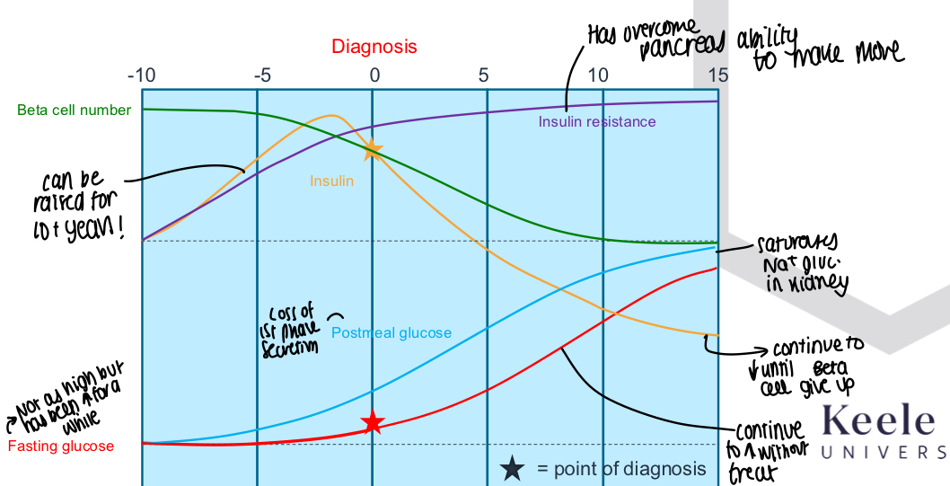 <ul><li><p>Insulin can be raised for years before dipping</p></li><li><p>Beta cell number slowly decreases</p></li><li><p>Fasting glucose and postmeal glucose both steadily rise </p></li><li><p>Insulin resistance increases over time </p></li></ul><p></p>