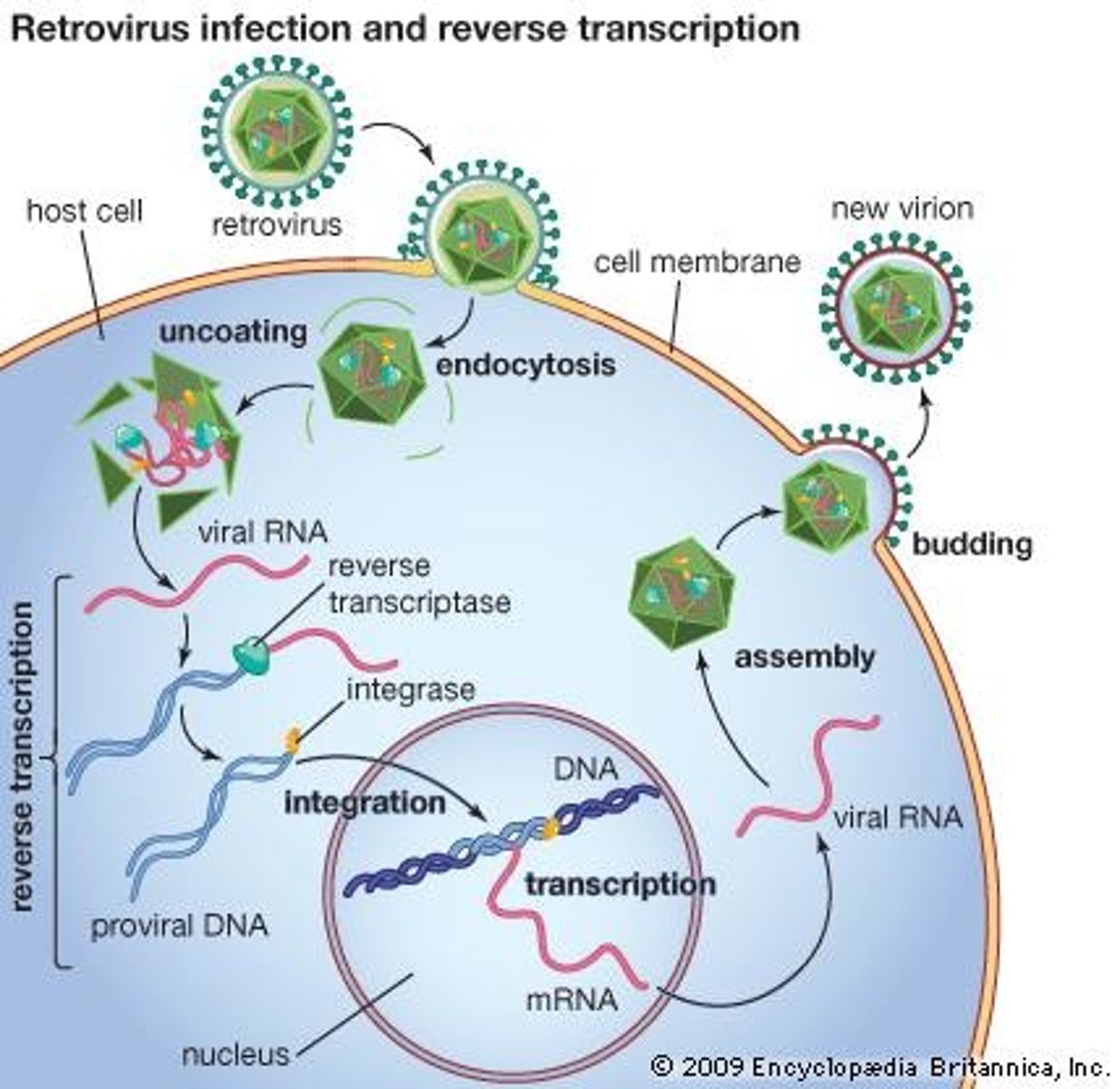<p>(1) The Retrovirus enters the cell via either Receptor-Mediated Endocytosis or Direct Fusion.</p><p>(2) The Retrovirus goes through the uncoating of its capsid.</p><p>(3) Reverse Transcriptase produces a double-stranded piece of cDNA using the ssRNA of the Retrovirus as a template.</p><p>(4) Integrase clips off the 3' ends of the cDNA and then integrates it into the host's DNA in the Chromosome.</p><p>(5) The host will then actively transcribe this DNA into RNA.</p><p>(6) The RNA will be translated into viral proteins, which will then self-assemble into immature viruses.</p><p>(7) Immature virus will bud off (exocytosis), gaining an envelope.</p><p>(8) Immature viruses mature as protease cleaves the other proteins, Reverse Transcriptase and Integrase, activating them.</p>