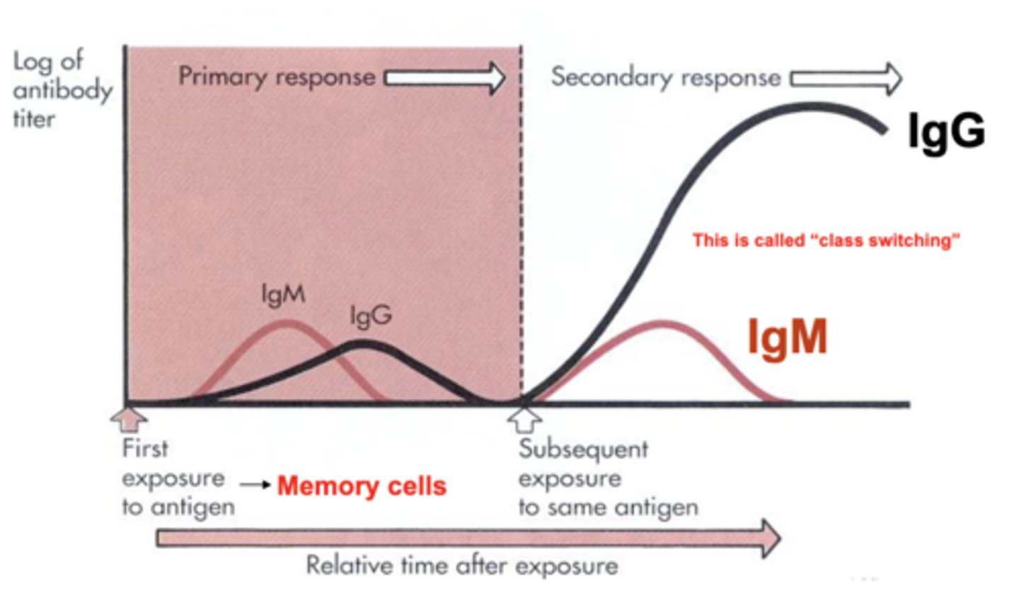 <p>IgG</p>
