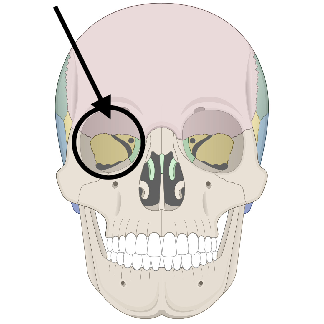 <p>Name the bone</p>