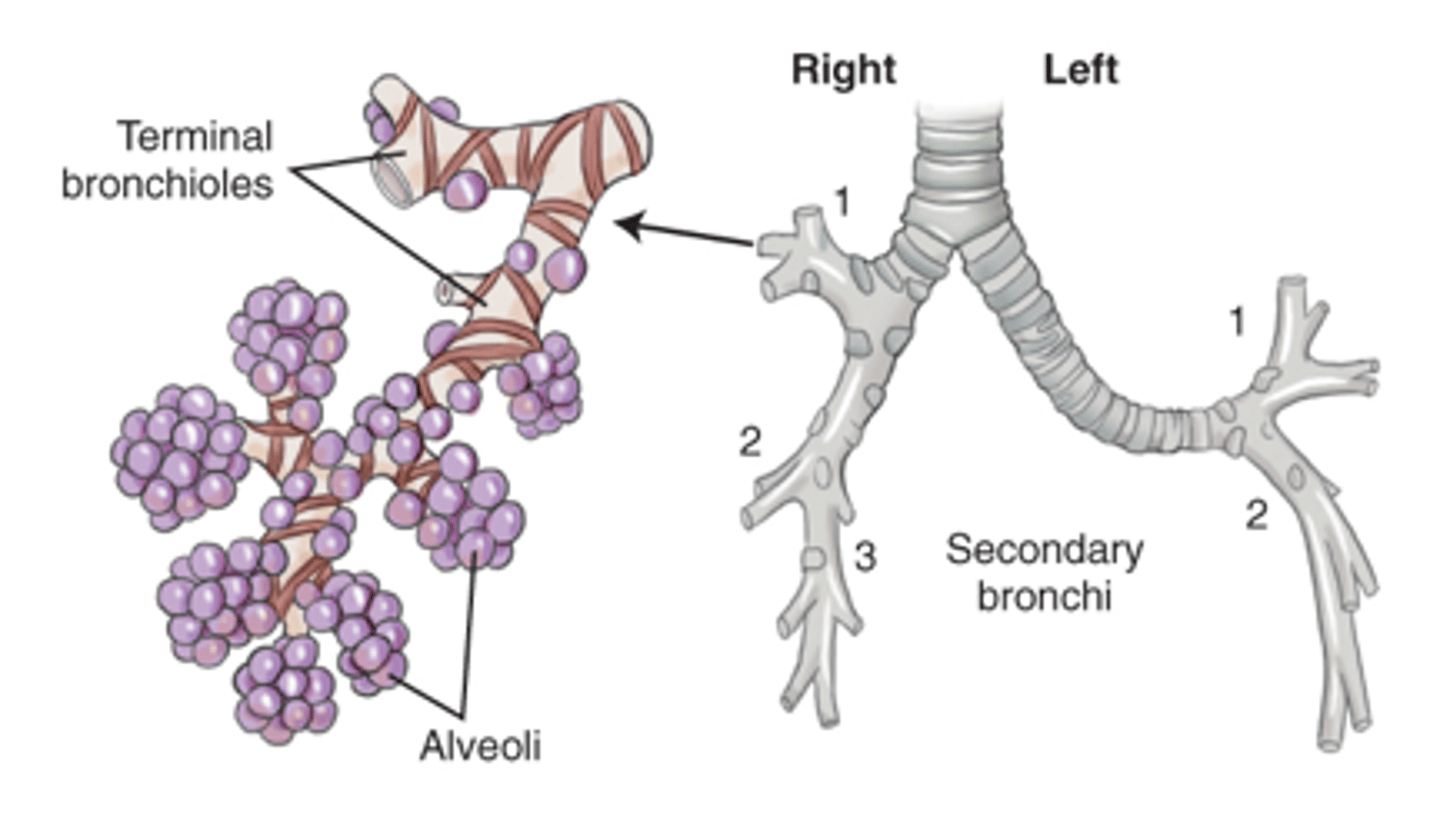 <p><span>b. The left bronchus is more horizontal than the right bronchus.</span></p>
