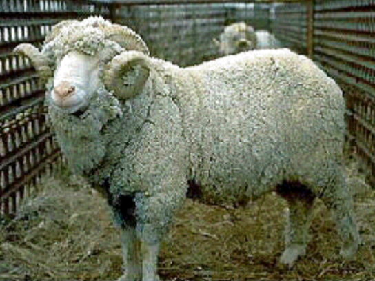 <p>originated in New Zealand; breed characteristics and size same at the Delaine-Merino </p><p>Advantages - very prolific, averaging 3 lambs per lambing; fine fleeces</p><p>Disadvantages - small, wrinkles, greasy fleeces</p>