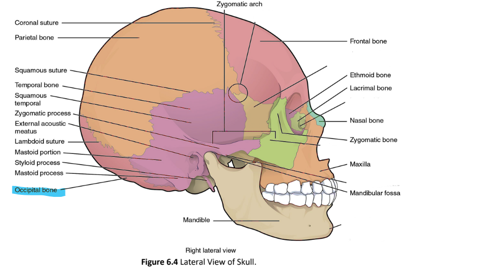 <p>occipital bone</p>