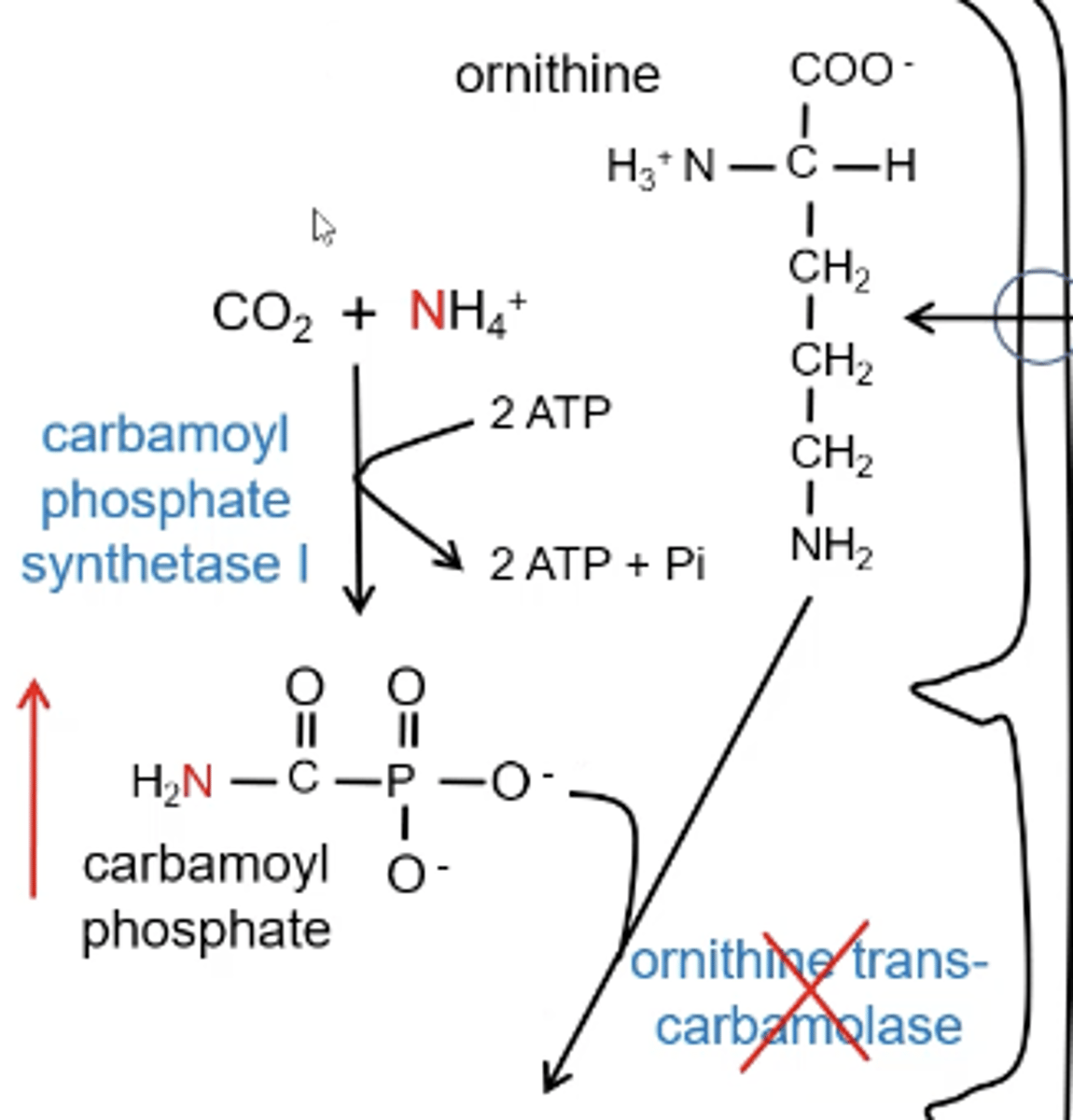 <p>ornithine transcarbamolase will be inhibited causing a build up of carbamoyl phosphate leading to elevated ammonia</p>