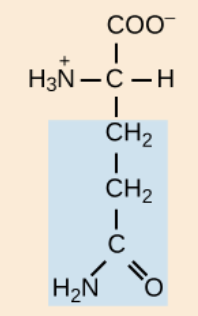 <p>polar, uncharged R groups</p>