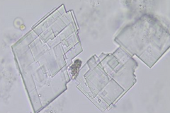 <p>What type of acid urine crystal is this?</p>