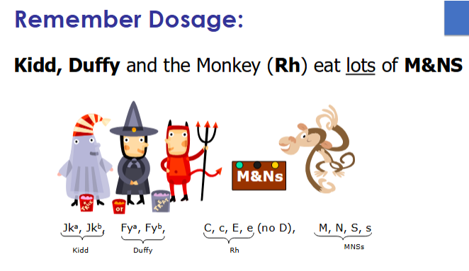 <ul><li><p>Jk<sup>a</sup> + Jk<sup>b</sup></p></li><li><p>Fy<sup>a</sup> + Fy<sup>b</sup></p></li><li><p>C, c; E, e</p></li><li><p>M, N, S, s</p></li></ul><p></p>