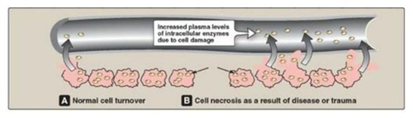 <p>Damaged cells release enzymes into the blood, and elevated levels can indicate disease or tissue damage.</p>