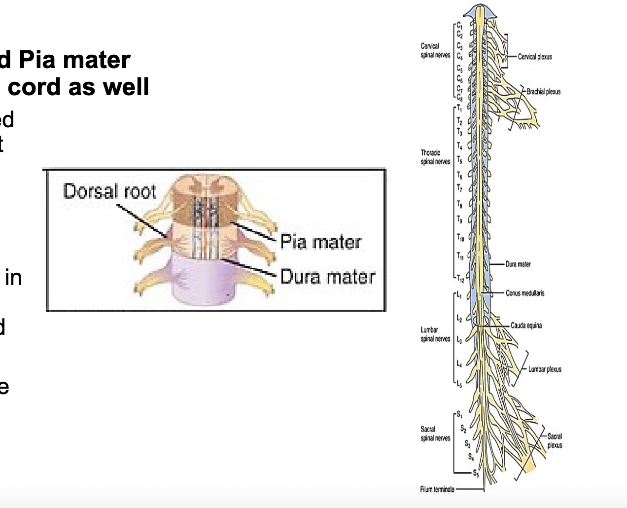 <p><span style="color: rgb(0, 0, 0);"><span>-continuous with the caudal end of<br>medulla oblongata at the Foramen<br>Magnum<br>-spans from the cervical area to the<br>lumbar vertebrae at the Conus<br>Medullaris</span></span></p><p><span style="color: rgb(0, 0, 0);"><span>-there are individual spinal nerves<br>below that point called the Cauda<br>Equina</span></span></p><p><span style="color: rgb(0, 0, 0);"><span>pinal cord is covered dura mater adheres to the vertebrae, cerebrospinal fluid flows in the<br>subarachnoid space in between the arachnoid space and the pia mater, pia mater follows the inner surface of the<br>cord</span></span></p>