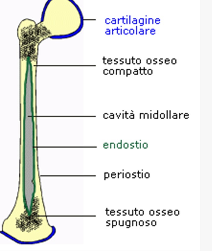 <ol><li><p>Periostio</p></li><li><p>Endostio</p></li><li><p>Cavidad medular</p></li></ol>