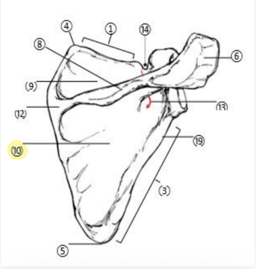 <p>What part of the Scapula is highlighted(10)?</p>