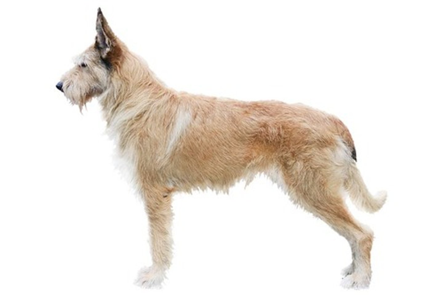 <p>Loyal, Good-Natured, Observant</p><p>AKC Breed Popularity: Ranks 141 of 194</p><p>Height: 23.5-25.5 inches (male), 21.5-23.5 inches (female)</p><p>Weight: 50-70 pounds</p><p>Life Expectancy: 12-13 years</p><p>Group: Herding Group</p>