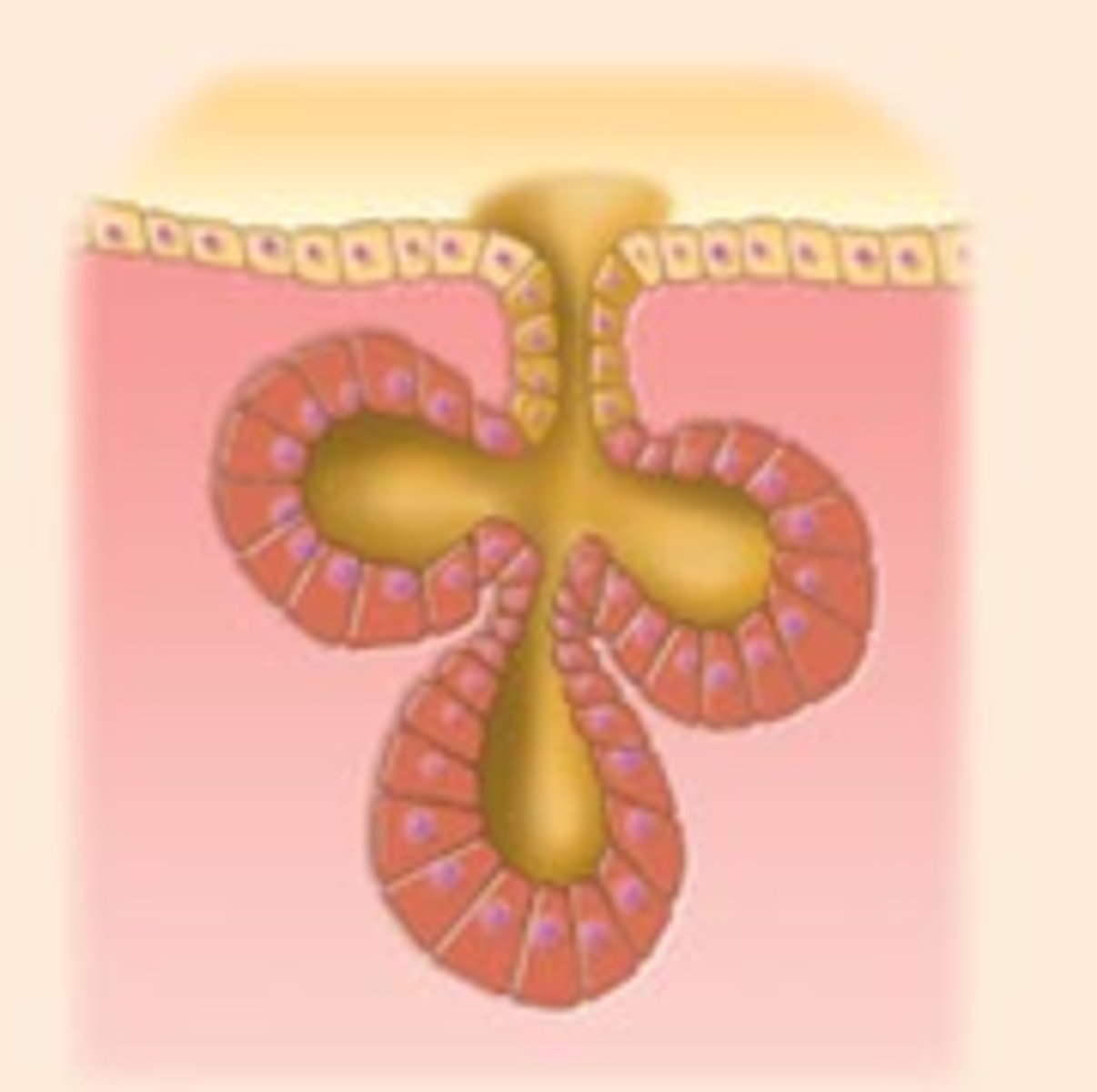 <p>Example: sebaceous (oil) glands</p>