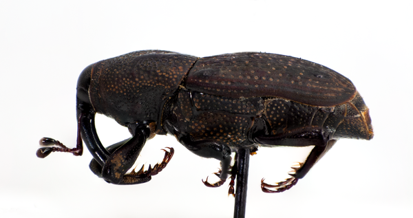 <p>Size: adult 7–9 mm. Warm-season turf pest; larvae feed in stems/crowns.</p>