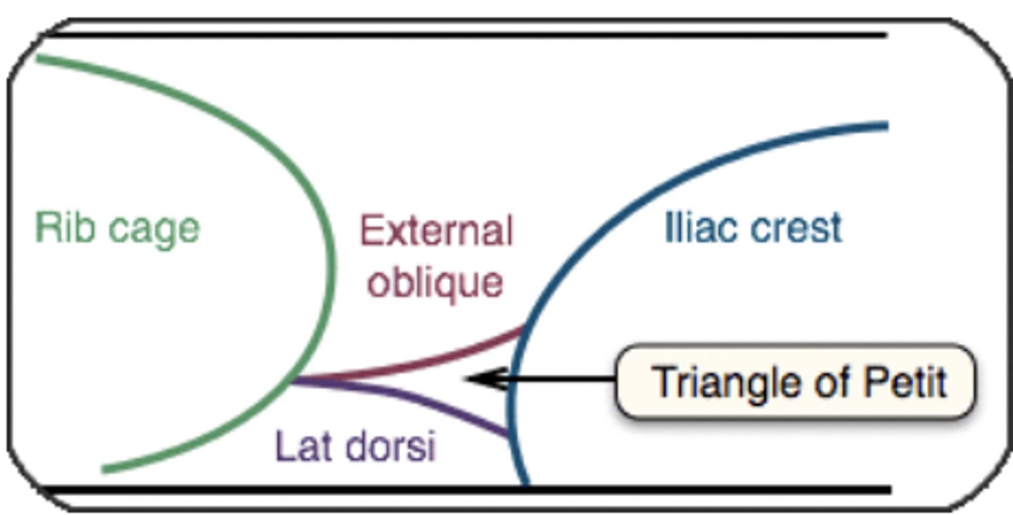 <p>Form triangle of Petit:</p><p>-External oblique m</p><p>-Latissimus dorsi m</p><p>-iliac crest</p>