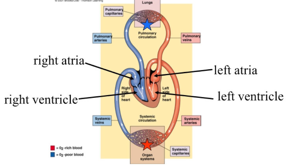 <ul><li><p>left and right atria</p><ul><li><p>pump oxygen-poor blood through the pulmonary circulation of the lungs</p></li></ul></li><li><p>left and right ventricles</p><ul><li><p>pump oxygen-rich blood through the systemic circulation to the body tissues</p></li></ul></li></ul><p></p>