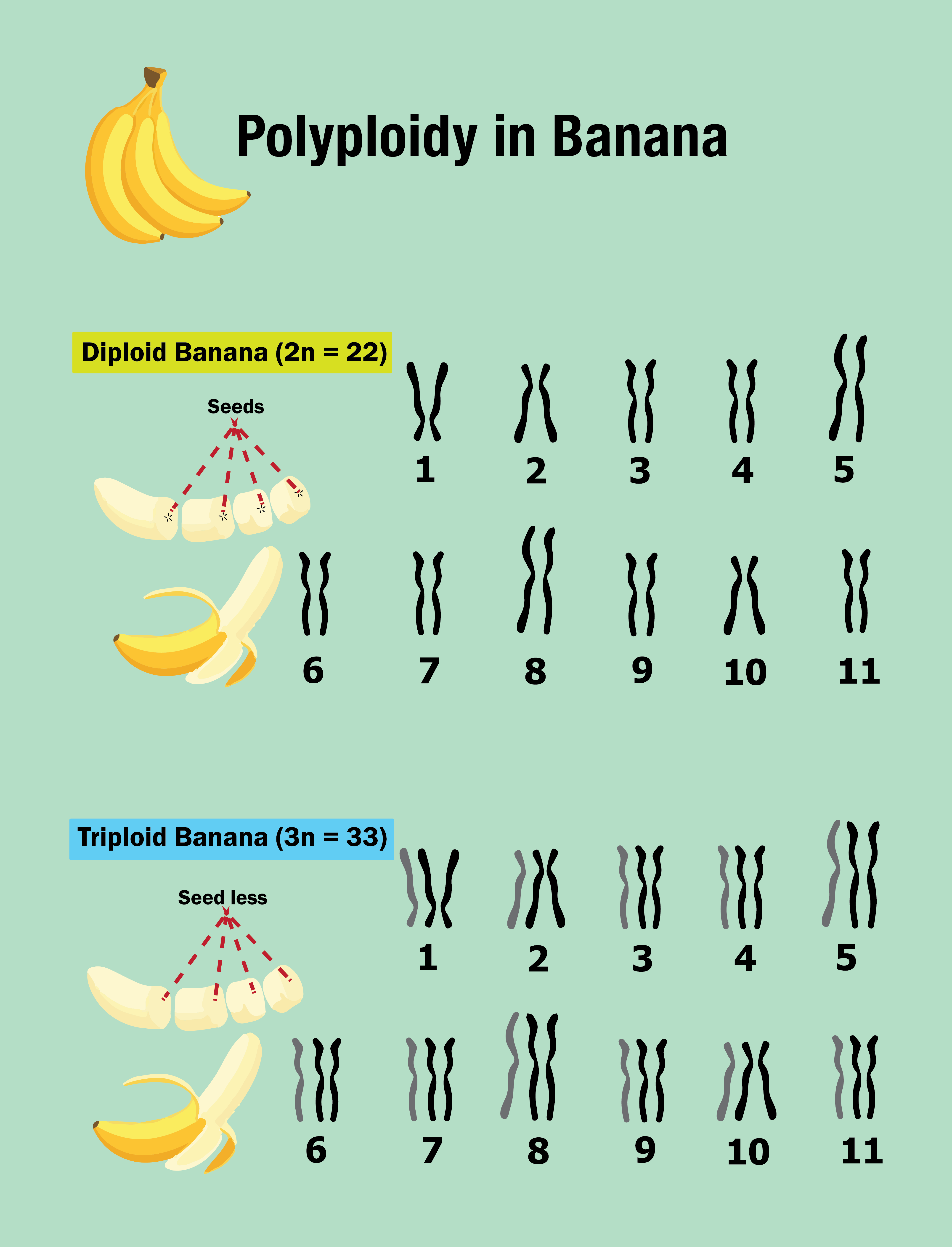 <p>Polyploidy: When homologous chromosome sets contain more than two (are not diploid)</p>