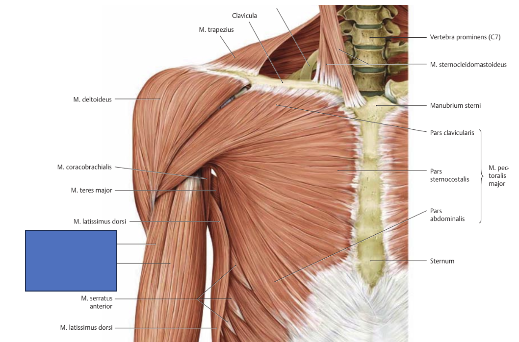 <p>m. biceps brachii → küünarliigeses fleksioon ja supinatsioon (tugevaim supinaator), õlaliigese vähene antefleksioon</p>