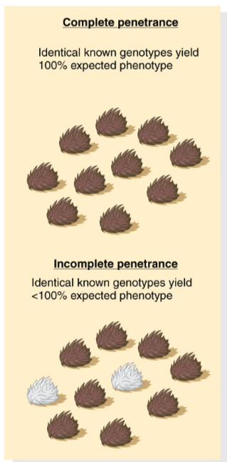 <p>Complete penetrance: Identical known genotypes yield 100% expected phenotype</p><p></p><p>Incomplete penetrance: Identical known genotypes yield less than 100% expected phenotype</p>