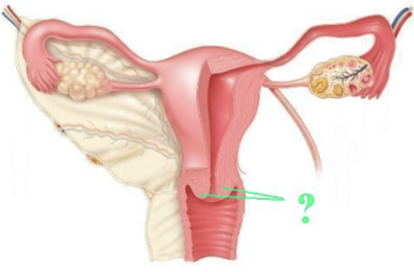 <p>cervix</p>