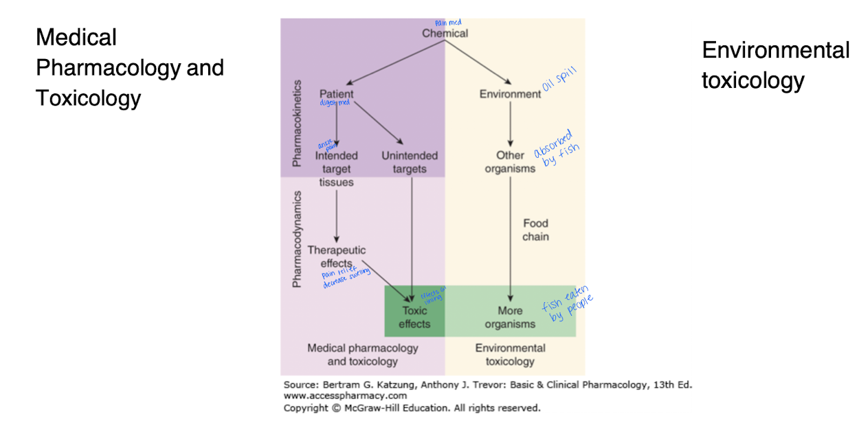 <p>Medical Pharm - the study of medications and their therapeutic or desired effects; science of substances used to prevent, diagnose, and treat disease</p><p>Toxicology - the undesirable effects of chemicals on living systems; toxic at certain levels or concentrations</p>