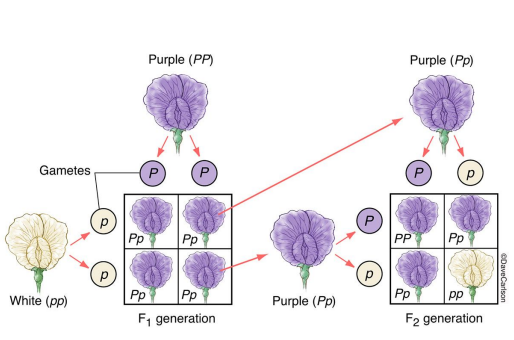 <p>heredity is the result of discrete units of inheritance.</p><ul><li><p>Traits are not blended - can either have mom or Dad traits can be pasted down generation from generation</p></li></ul>