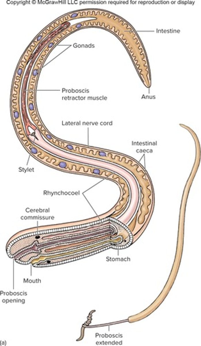 <p>They have an extending proboscis held in a sheath (rhynchocoel).</p>