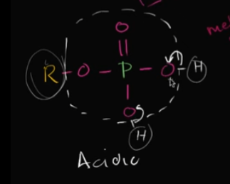 <p>This is when you have phosphorus bonded to 4 oxygen and one of those oxygen is bonded with the hydrocarbon (carbon backbone). <br><br>It’s considered acidic because it can easily dump off hydrogen ions (if it has any bonded to the O’s).<br><br>Edit this card to view the image!</p>