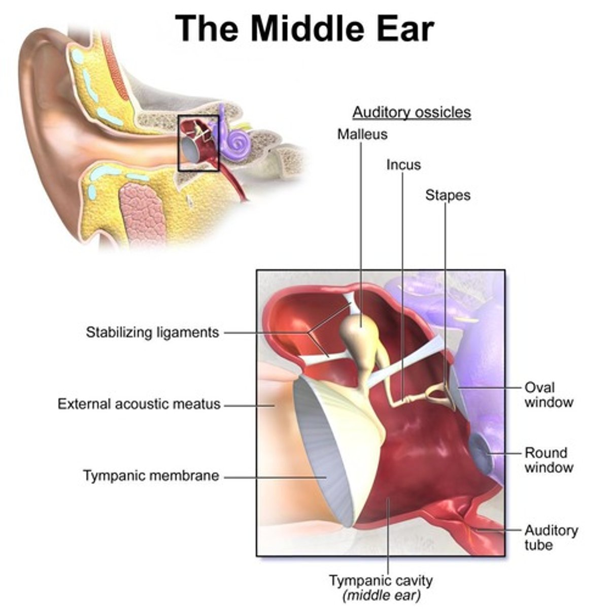 <p>Ear drum moves in and out; Rigid connection of Malleus and Incus causes rotation; Force transferred to Stapes; Oval Window moves in and out</p>