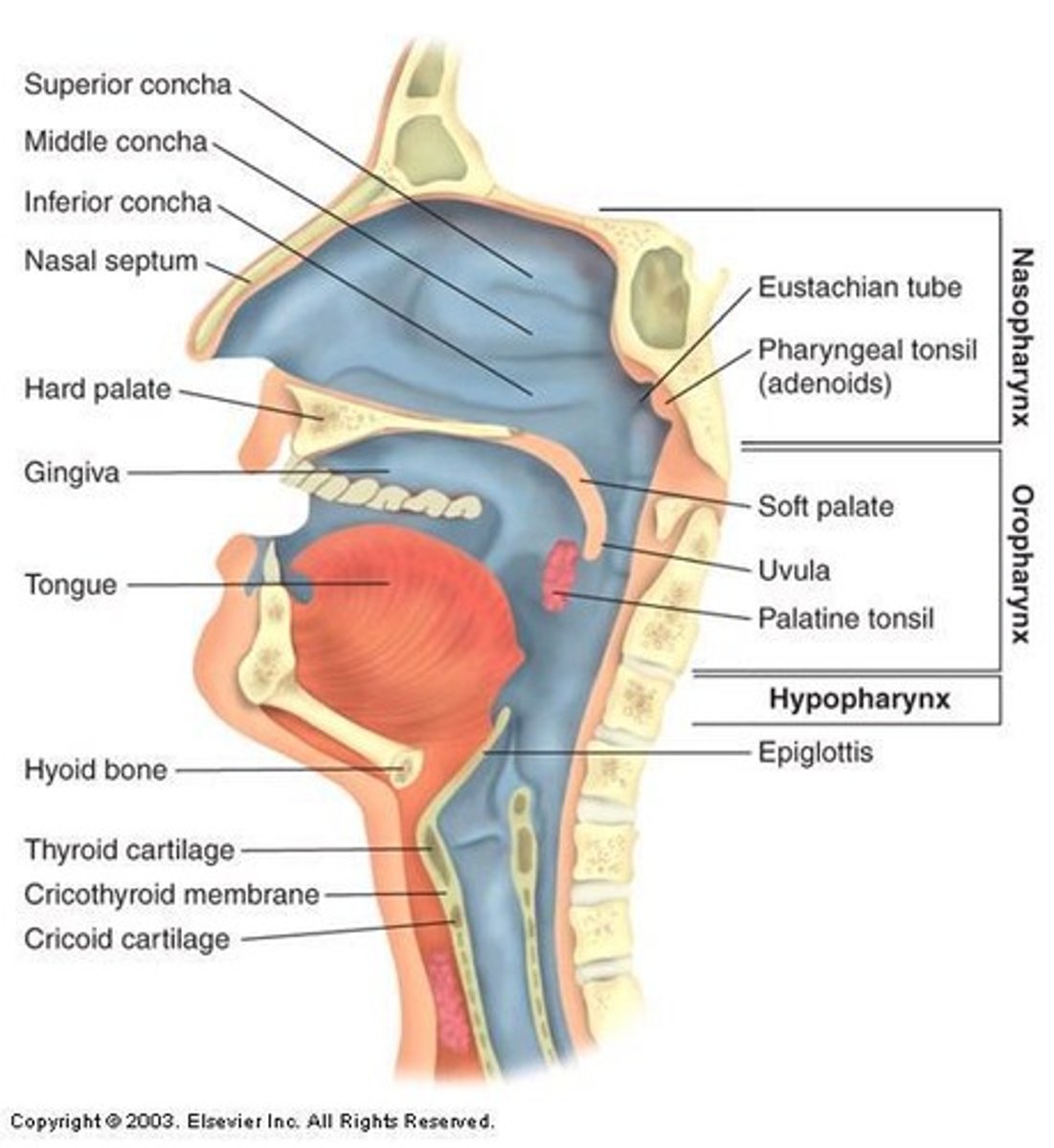 <p>Nasopharynx, Oropharynx, and Hypopharynx (Laryngopharynx).</p>