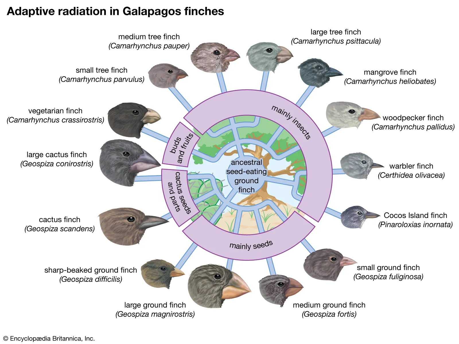 <p>many common ancestors, branch of divergent evolution</p>