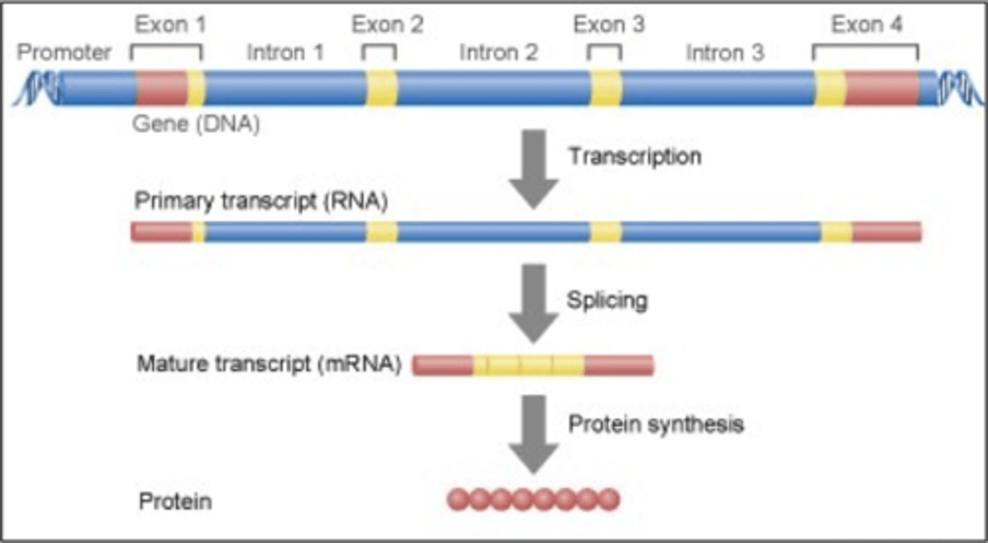 <p>The process by which information encoded in DNA directs the synthesis of proteins or, in some cases, RNAs that are not translated into proteins and instead function as RNAs.</p>