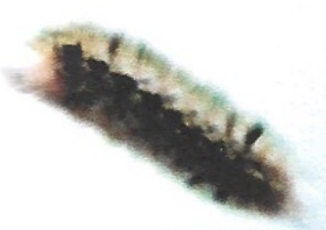 <p>ఇది ఏమిటి?</p>