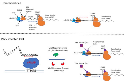 * Because they replicate in the cytoplasm, in addition to a DNA dependent DNA polymerase (DdDp), Poxviruses also encode a DNA dependent RNA polymerase (DdRp) 
  * Therefore, poxviruses make their own mRNA 
  * They also encode capping and 3’ polyadenylation enzymes 
* Poxviruses also encode a 5’ polyadenylation signal 
  * PolyA leaders allow capped and uncapped messages to be translated